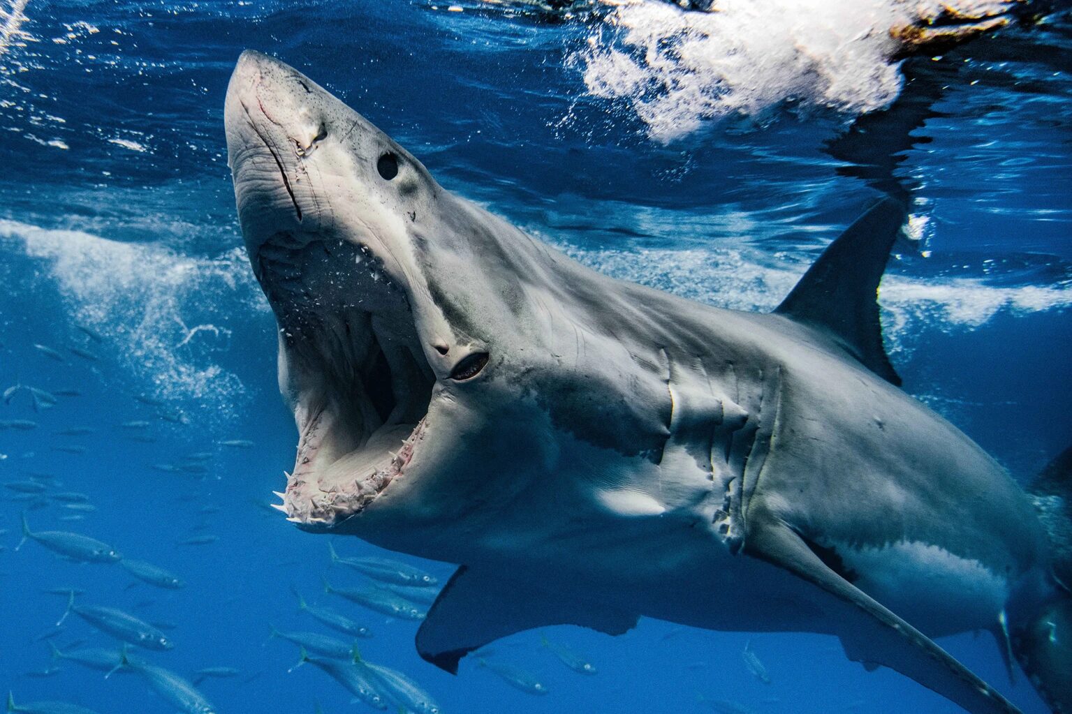 Click to enlarge great white shark