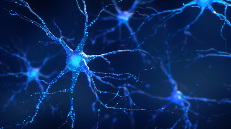 Neurons in Brain
