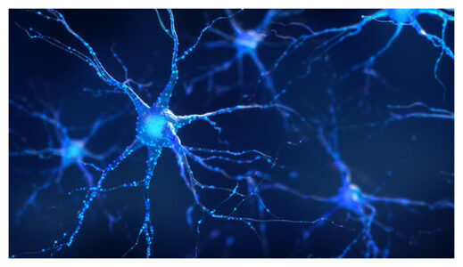 Neurons in Brain