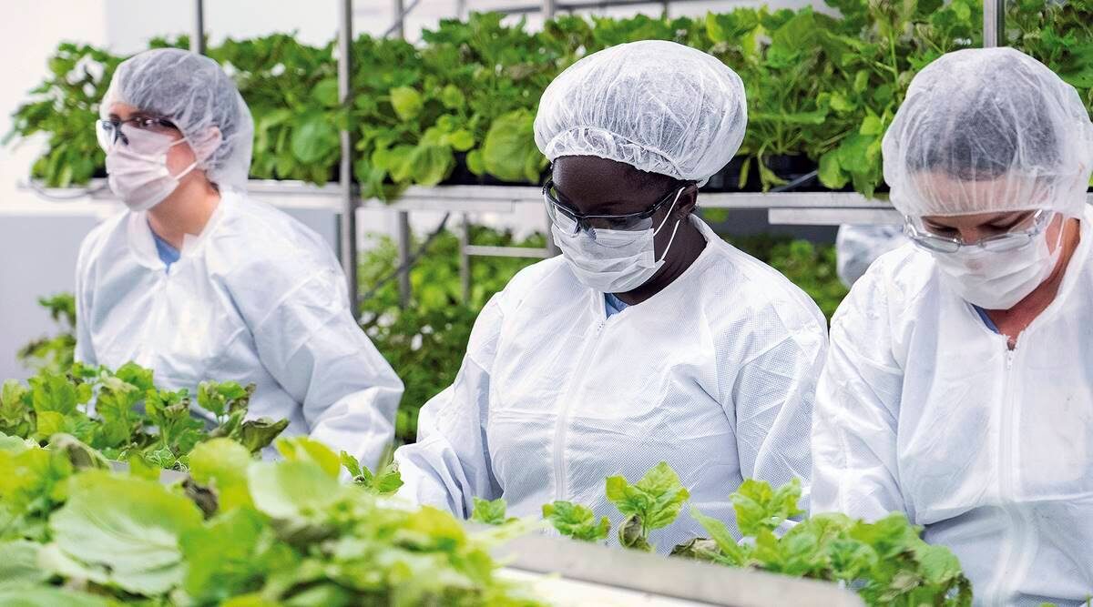 plant-based vaccine