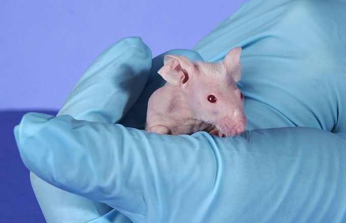 Click to enlarge knock out mouse cancer research
