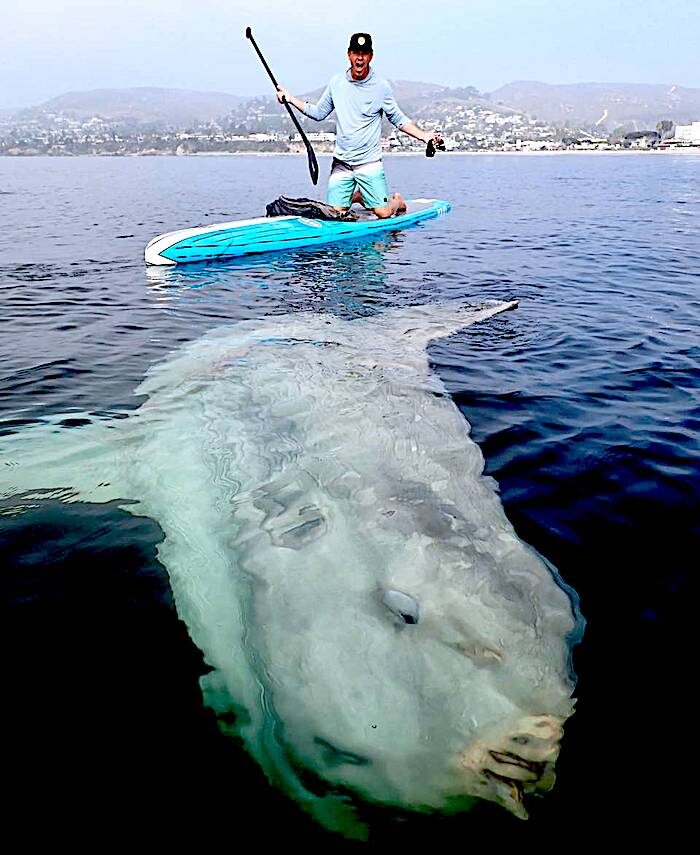 Sunfish
