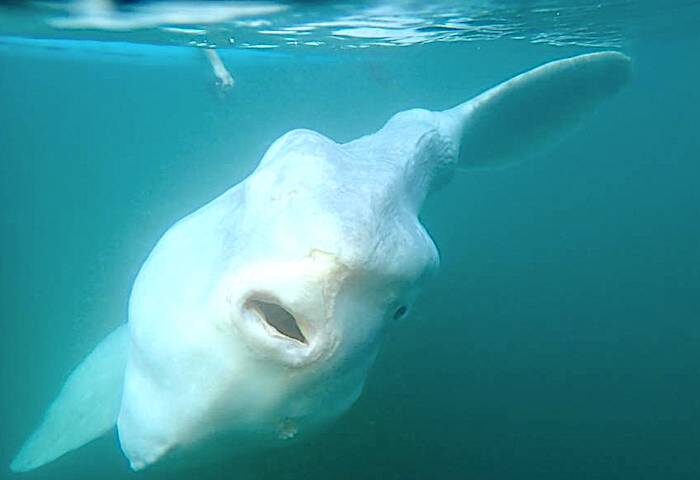 Sunfish