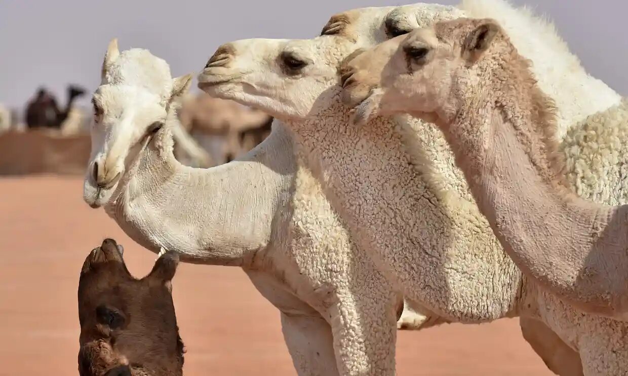 camel festival