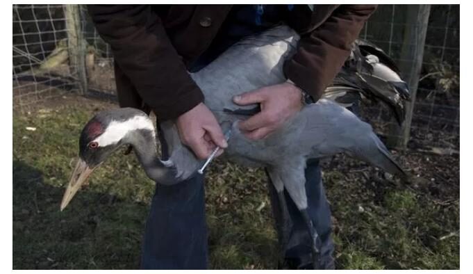 Click to enlarge bird flu vaccination