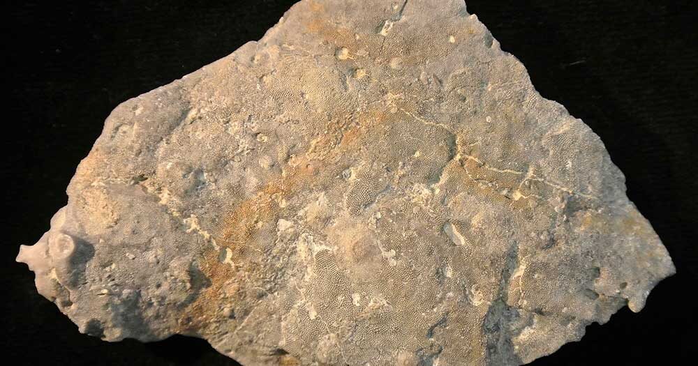 Fossil bryozoans from the Upper Ordovician