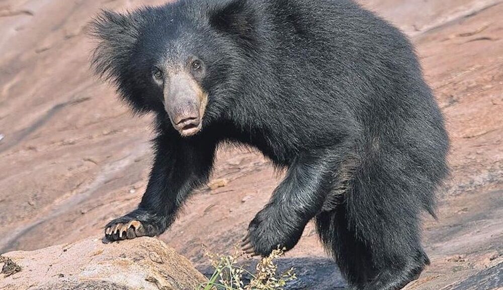 Sloth bear