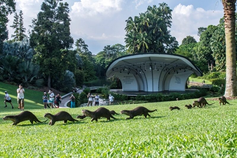 Click to enlarge Smooth-coated otters cross the grass at the