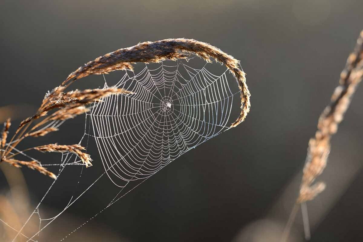 spider web blade of grass