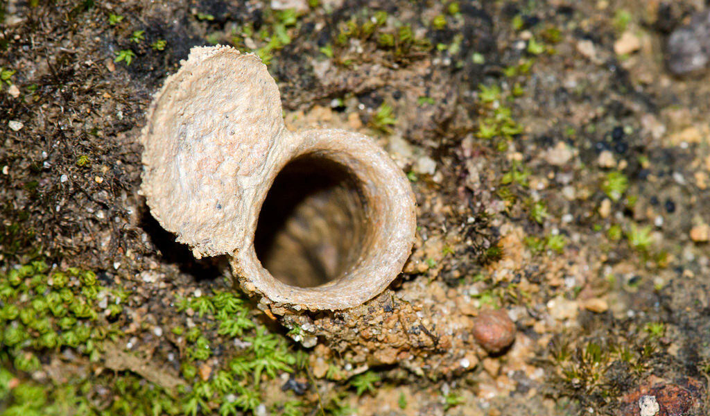 Click to enlarge trapdoor spider web