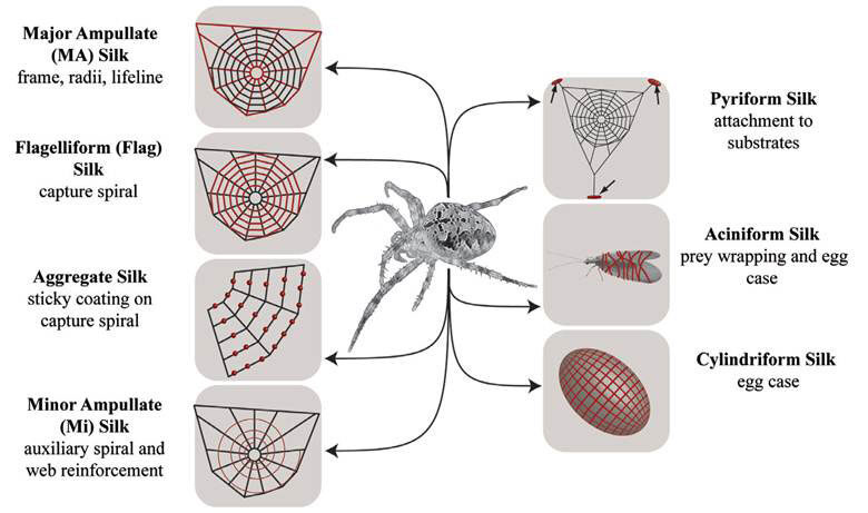 Click to enlarge spider silk types