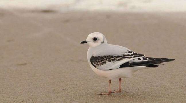 Ross’s gull