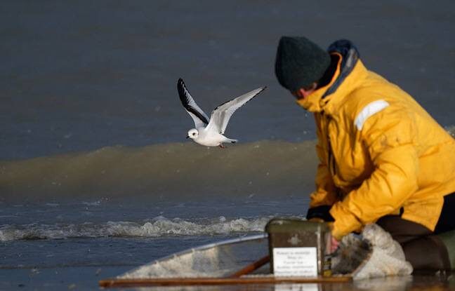 ROSS’S GULL, WITH A FISHERMAN ON FOOT