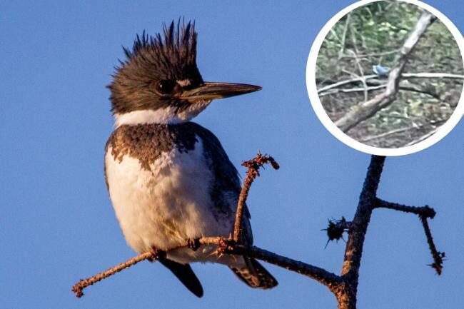Click to enlarge A rare belted kingfisher has been spotted in Preston