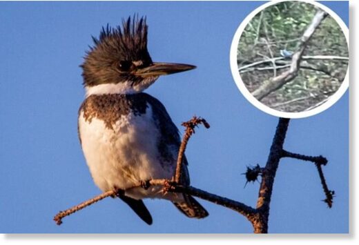 A rare belted kingfisher has been spotted in Preston