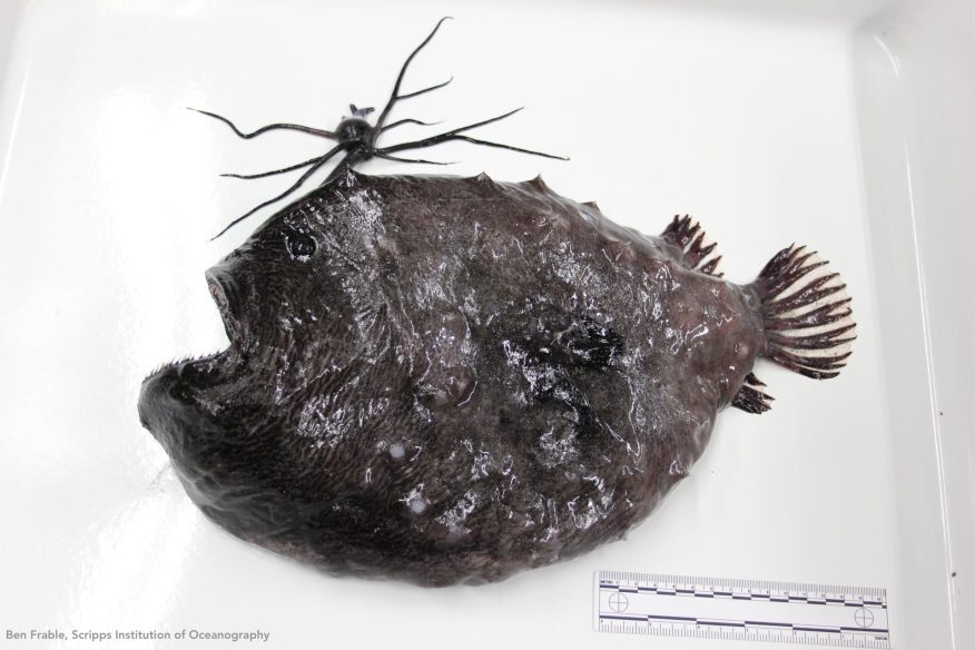 Click to enlarge Pacific footballfish