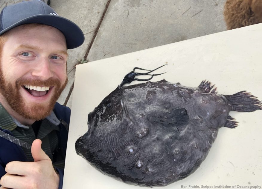 Click to enlarge Ultra-rare Pacific footballfish