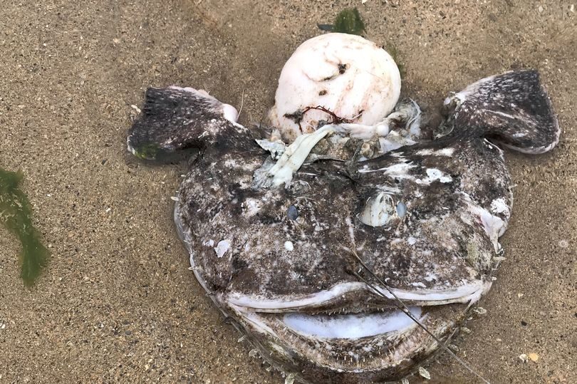The Angler fish washed up on South Sands Beach in Devon.