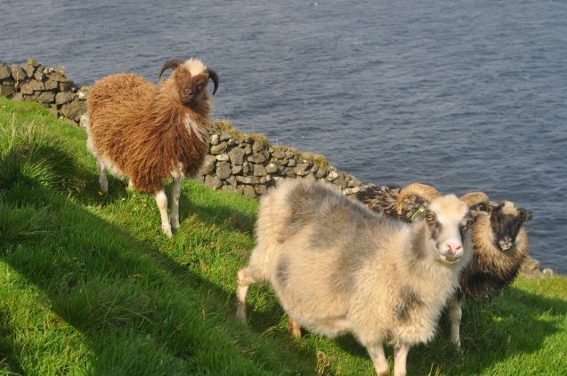 Click to enlarge Faroese sheep
