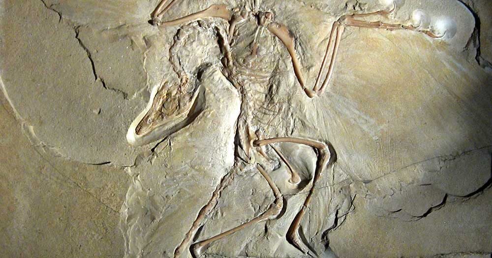 Archaeopteryx