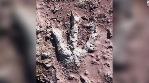 dinosaur print poland