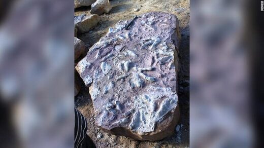 dinosaur print poland