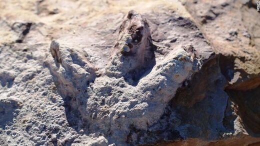dinosaur print poland