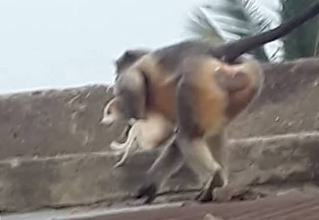 Enraged monkeys have killed 250 dogs