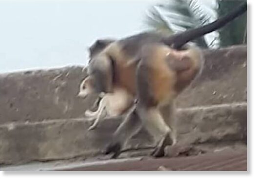 Enraged monkeys have killed 250 dogs