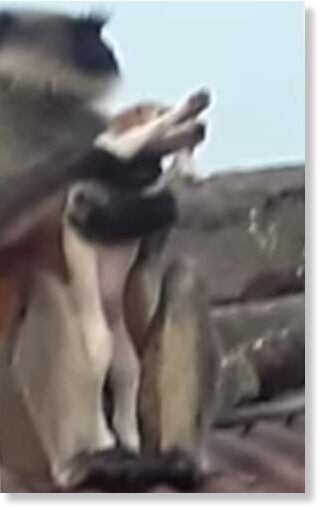 Click to enlarge Pictures in local media show a monkey on a rooftop holding a dog