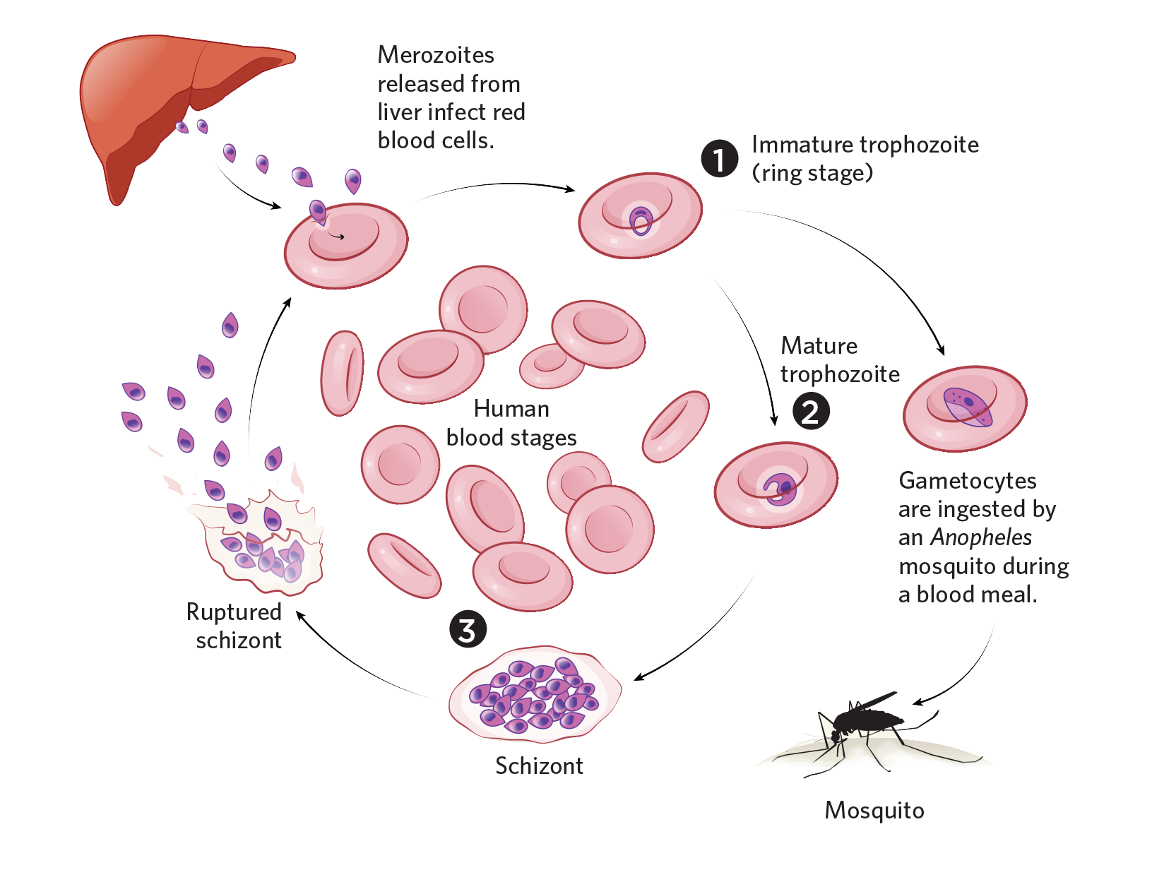 Несколько ведущих генераций плазмодиев в патогенезе малярии