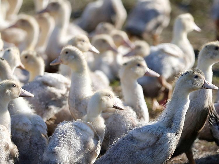 Ducks