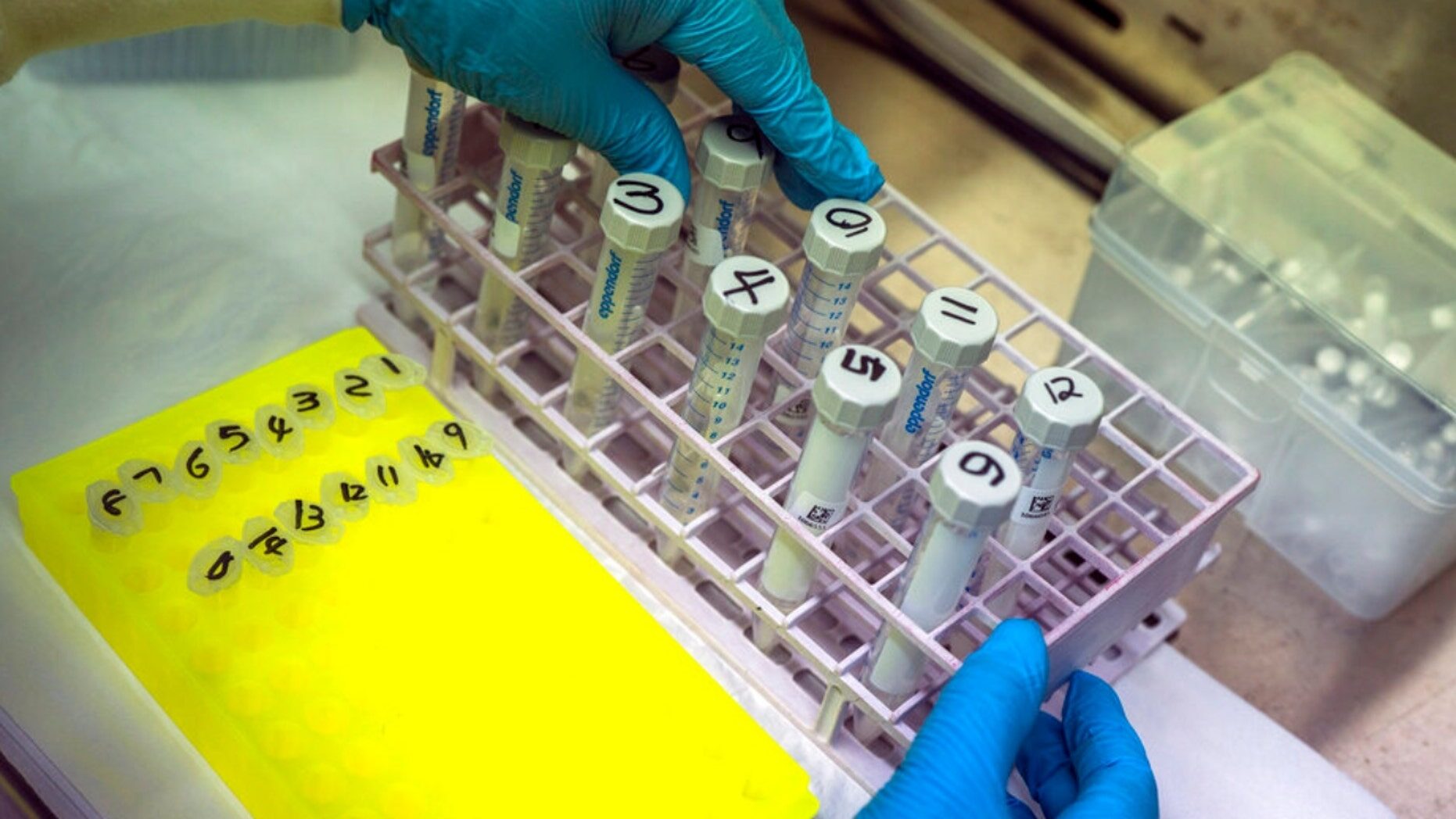 Click to enlarge omicron samples