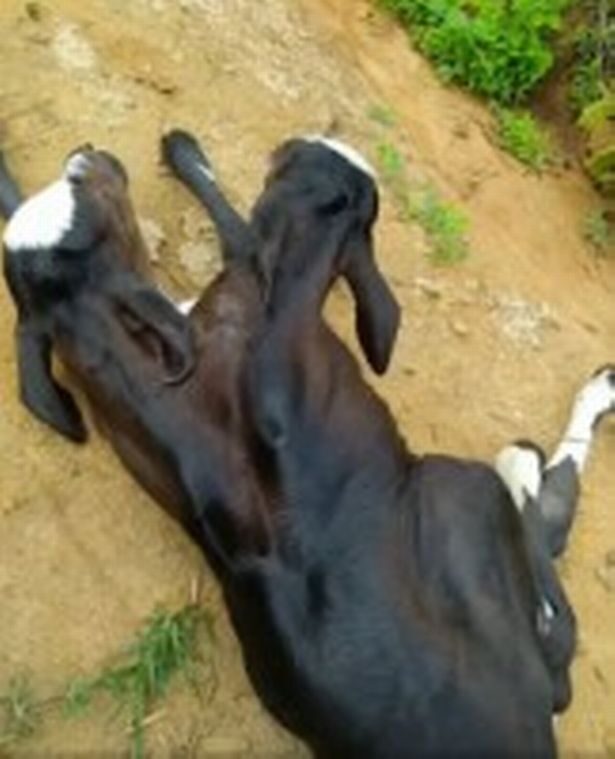 People are unsure why the calf was born with two heads