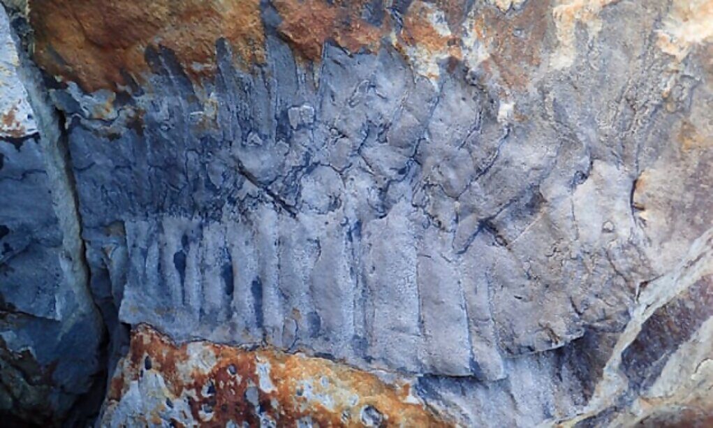 Click to enlarge fossil giant millipede england