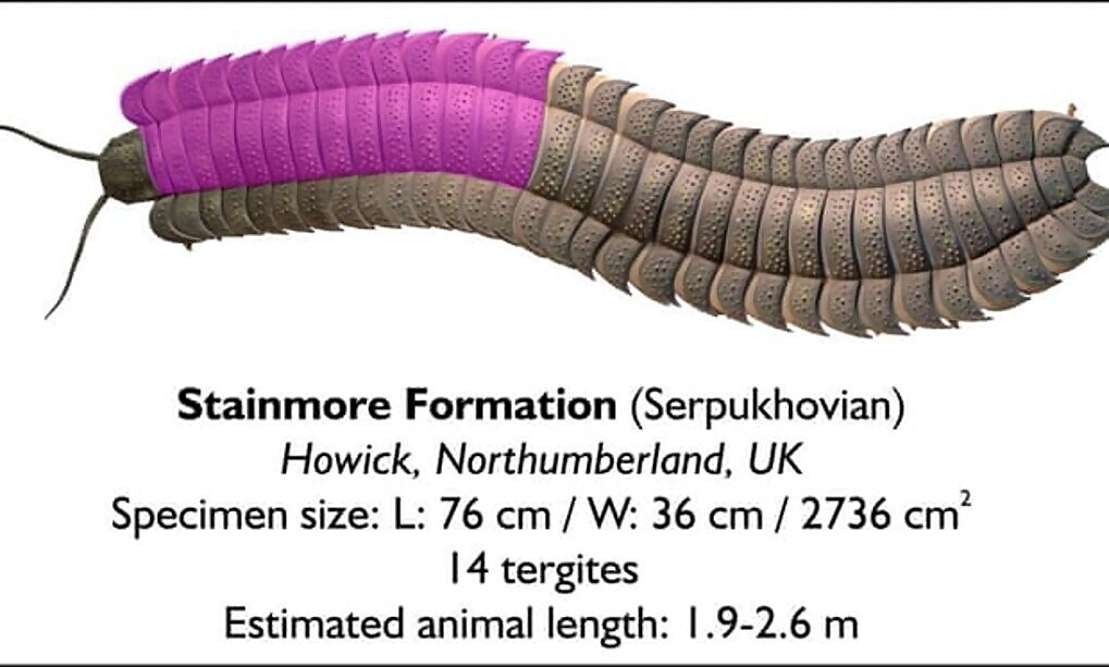 Click to enlarge giant millipede fossil England