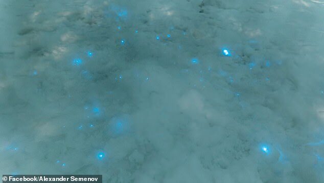 The holidays are filled with lights hanging from homes and store fronts, but in remote part of Russia biologists are seeing festive twinkles in the snow
