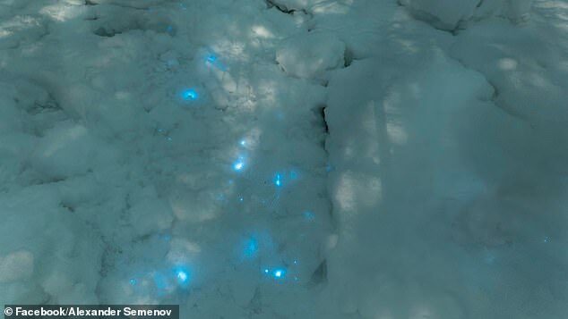 Click to enlarge Vera Emelianenko, a microbiologist staying at a remote field station, collected some of the snow, placed it under a microscope and found the glow was from tiny bioluminescent animals called copepods