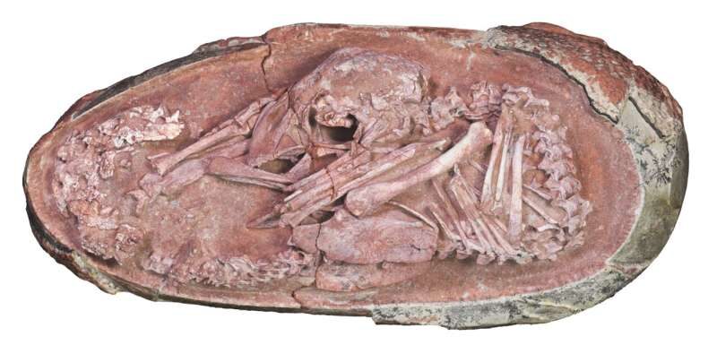oviraptorosaur