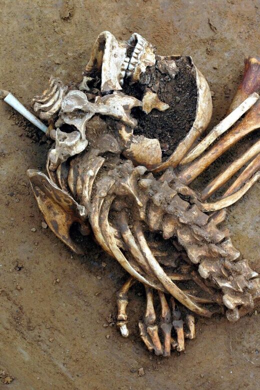 skeleton