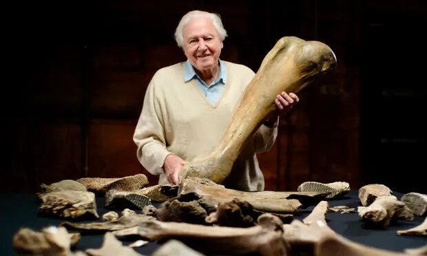 Attenborough mammoth