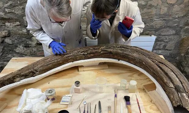 mammoth butchery