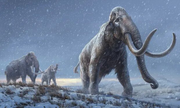 mammoth tudra