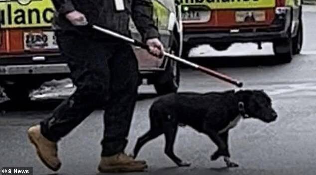 A young boy has died in hospital after being savagely mauled by a dog on the Gold Coast. Pictured is the dog believed to be responsible for the attack