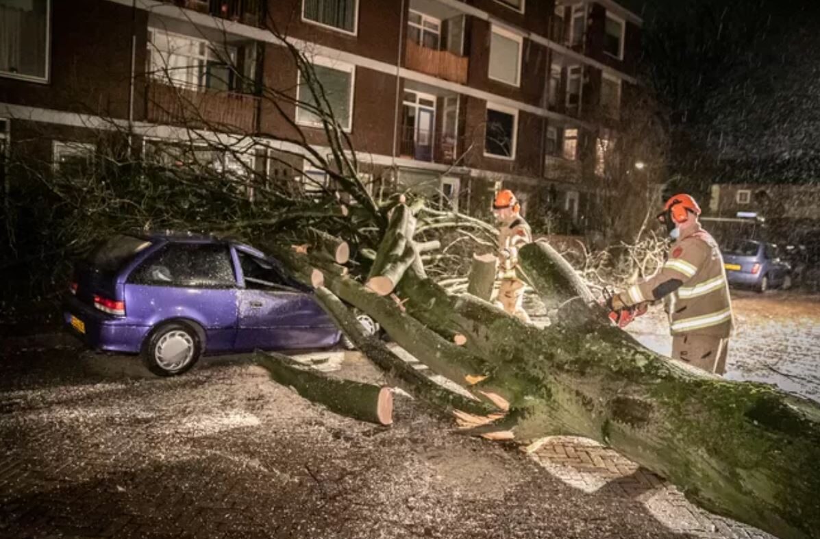 tree fell car