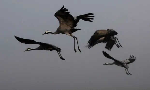 Thousands of migratory cranes have died from bird flu in northern Israel, posing a crisis for the poultry industry.