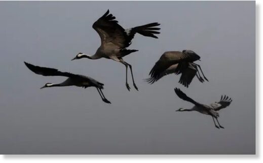 Thousands of migratory cranes have died from bird flu in northern Israel, posing a crisis for the poultry industry.