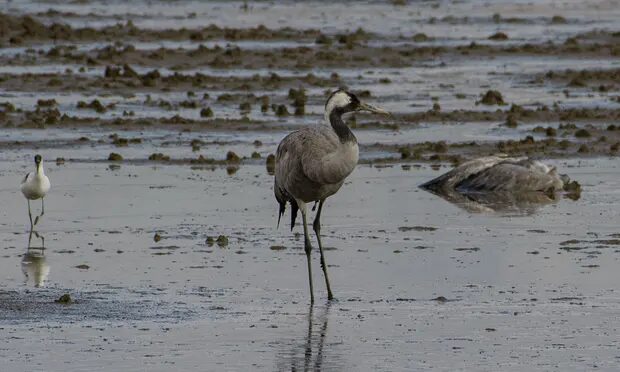 Israeli officials are retrieving crane carcasses as quickly as possible to contain the spread of the virus.