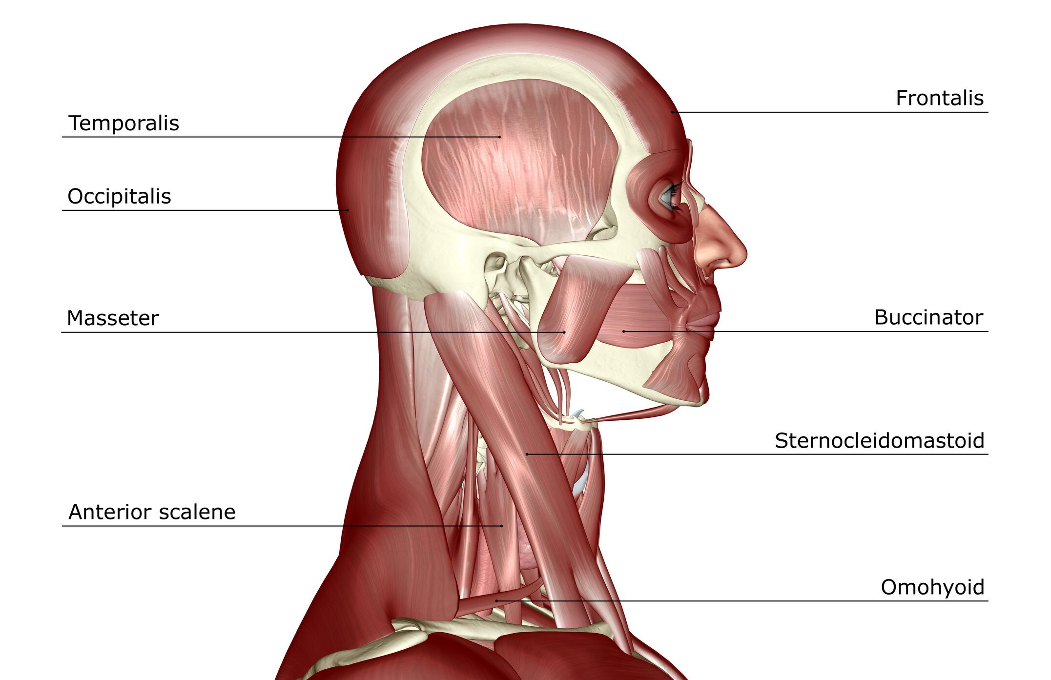 Click to enlarge jaw muscle
