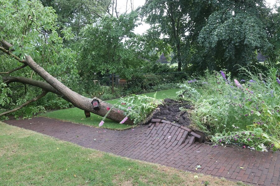 uprooted tree netherlands